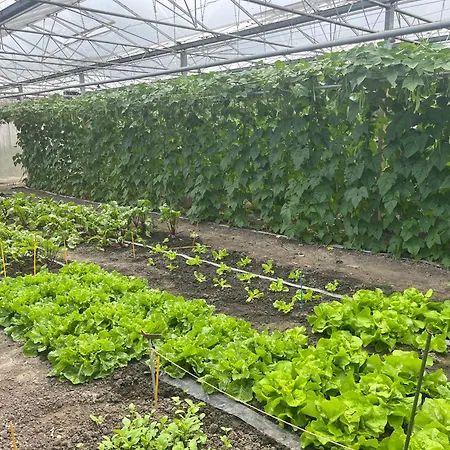 Dol - Fijn Benningbroek