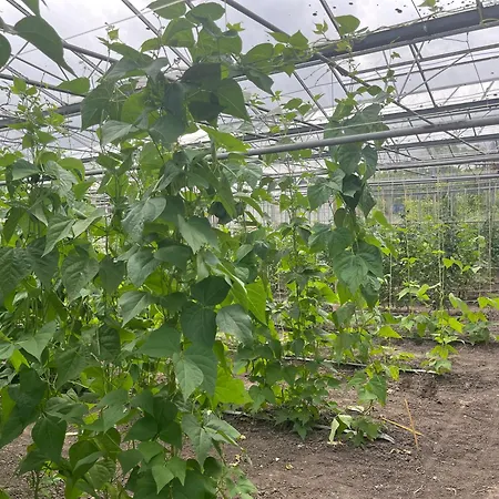 Dol - Fijn * Benningbroek